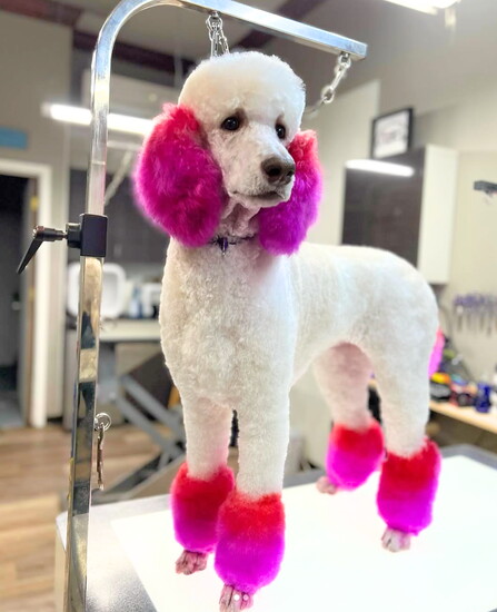 Canine Couture