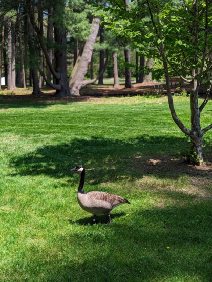 The geese wander around Look Park.