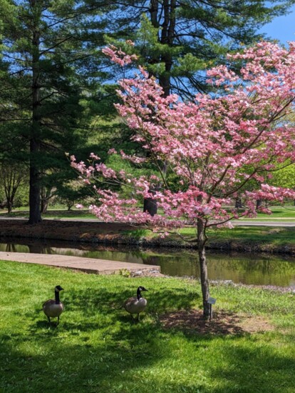 Spring is in bloom at Look Park.