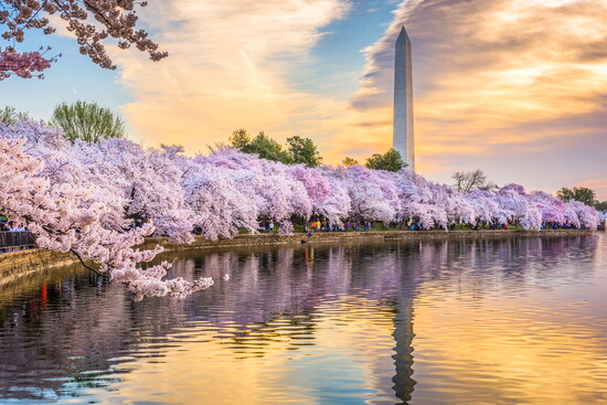 National Cherry Blossom Festival