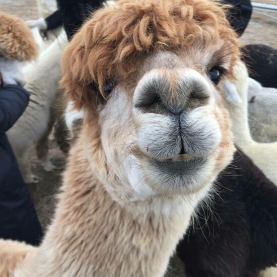 A friendly, photogenic alpaca