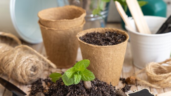 mint-seedlings-in-biodegradable-pots-near-garden-t-2023-11-27-04-58-48-utc-550?v=1