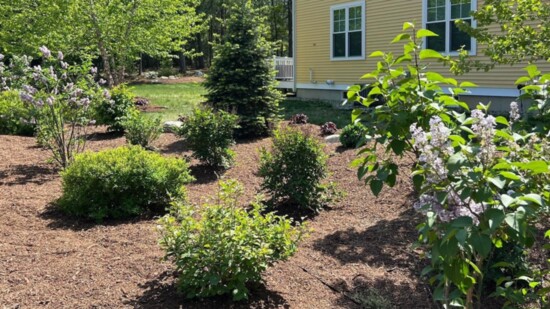 Spring is great time to apply mulch to beautify gardens.