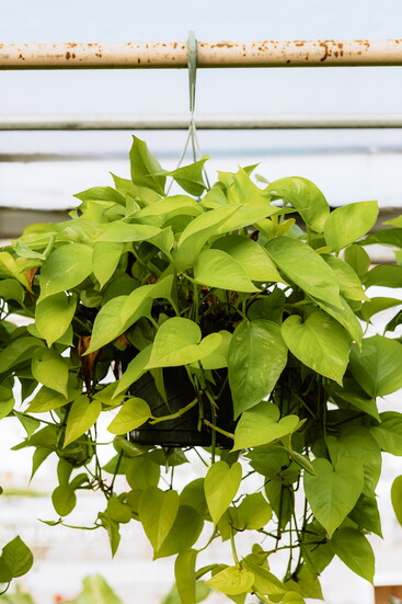 Golden Pothos