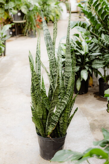 Snake plant