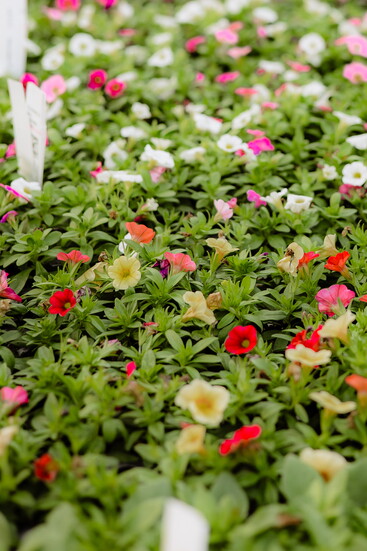 Calibrachoa flowers