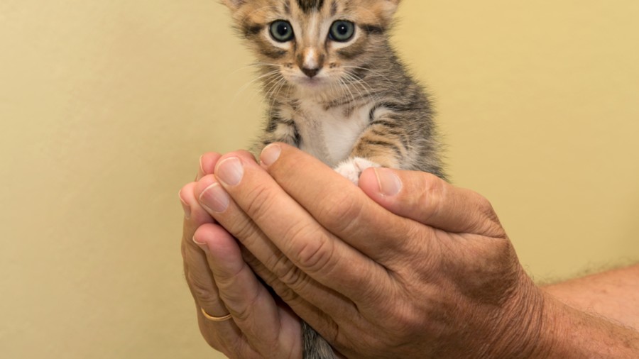 St. Francis Animal Rescue: A Shelter for Homeless Cats