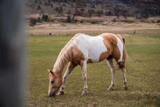 A horse at Sylvan Dale Guest Ranch