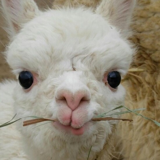Vivi, the newest alpaca at Stargazer Ranch