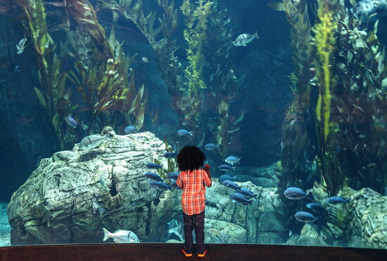 A young visitor discovers the wonders of an underwater kelp forest at the aquarium.