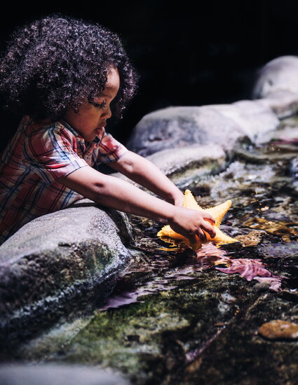 Touch pools at the Aquarium of the Pacific offer children an interactive learning experience.