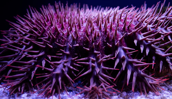 Like an underwater pincushion, this vibrant purple sea urchin bristles with hundreds of protective spines.