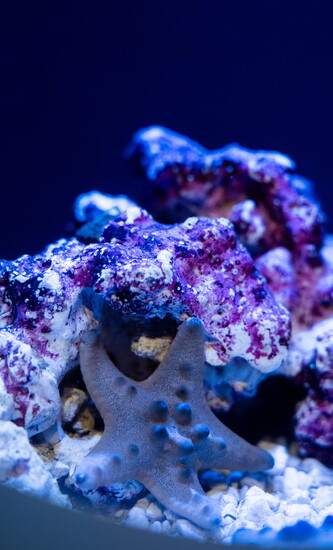 The spotted pattern of a chocolate chip sea star stands out against the electric blues and purples of the surrounding coral.