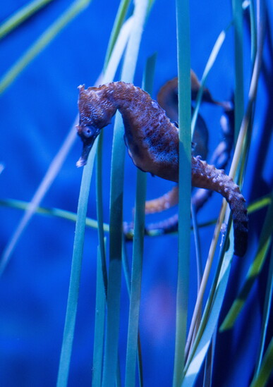 A seahorse clings to aquatic grasses with its curled tail.
