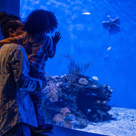 A granulated sea star rests on the wall of an exhibit.