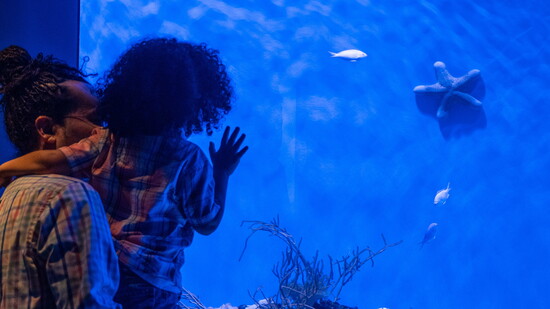 A granulated sea star rests on the wall of an exhibit.