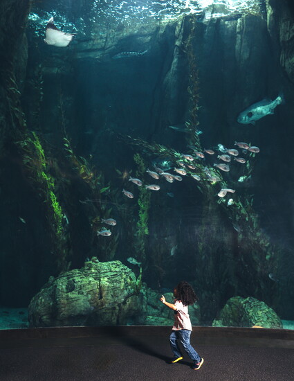 In motion and in awe, a young explorer runs past an enchanting aquatic scene of fish gliding through the massive Honda Blue Cavern exhibit.