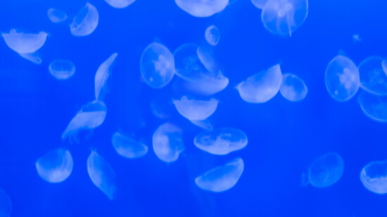 Jellyfish are an important food source to many animals, including some starfish.