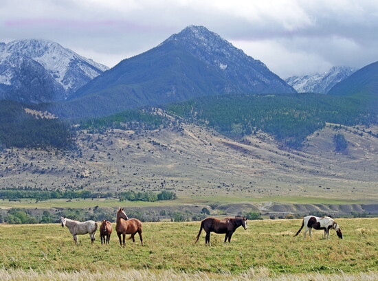 Paradise Valley Horses