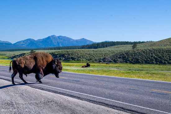 Yellowstone Bison Viewing
