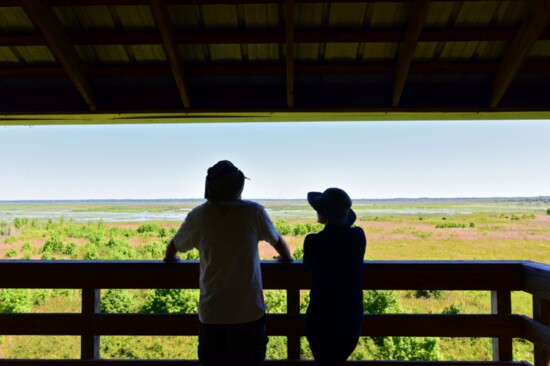 Payne's Prairie Observation Tower