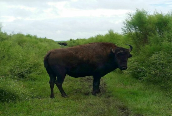 Boen Bluff Trail: Payne’s Prairie Preserve State Park