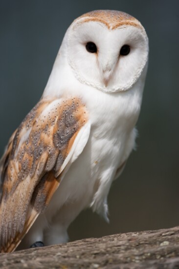 See Owls at Milford Nature Center