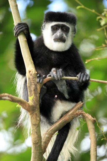 See Black-and-white Colobus Monkey at the Sunset Zoo