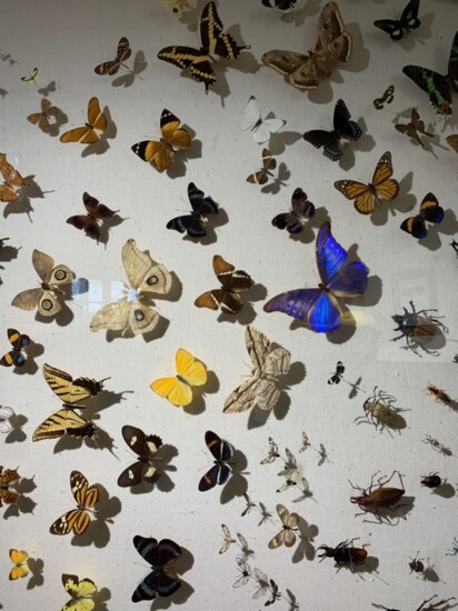 K-State Insect Zoo