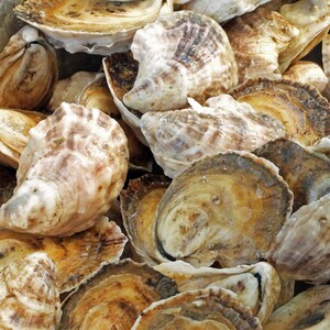 sc%20oysters%202-300?v=1