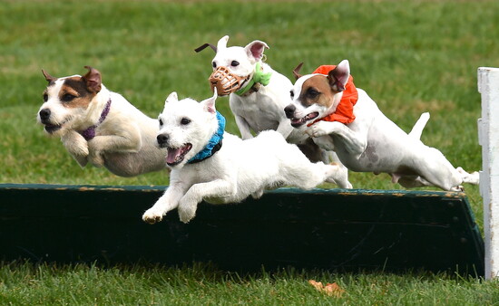 Terrier races are part of the fun at the Virginia Gold Cup. Douglas Lees Photo