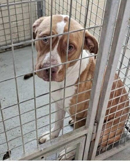 Weasley with Fur2Feathers was pulled from the Minidoka Joint Powers Animal Control & Shelter, where he was due to be euthanized because they were over capacity