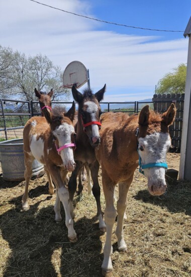 Recent orphaned babies Stella's Shelter Fund is helping.
