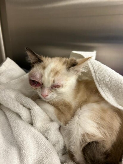 Stella's Shelter Fund sponsored this kitty's eye removal surgery