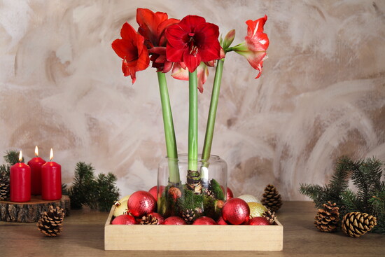 Amaryllis Flowers