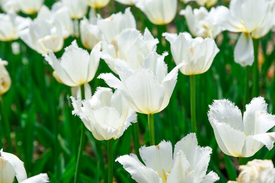 Midtown Bramble & Bloom