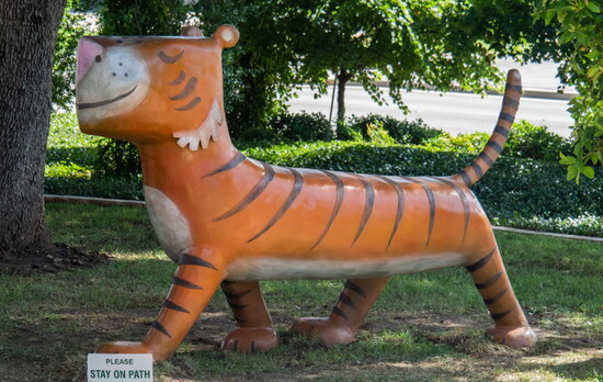 Mr. Tiger