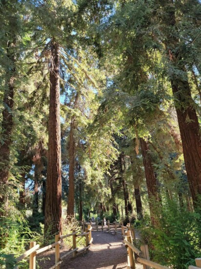 Carbon Canyon Regional Park, Redwoods