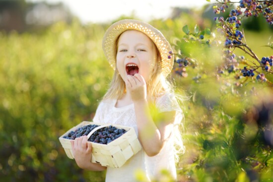 Take the kids berry picking at one of many local farms. 