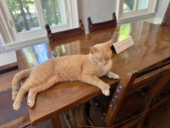 A Hemingway cat. Check out the extra digits on his paw.