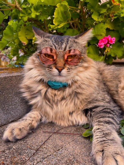 Peggy-Sue in Shades @MyFancyClaws