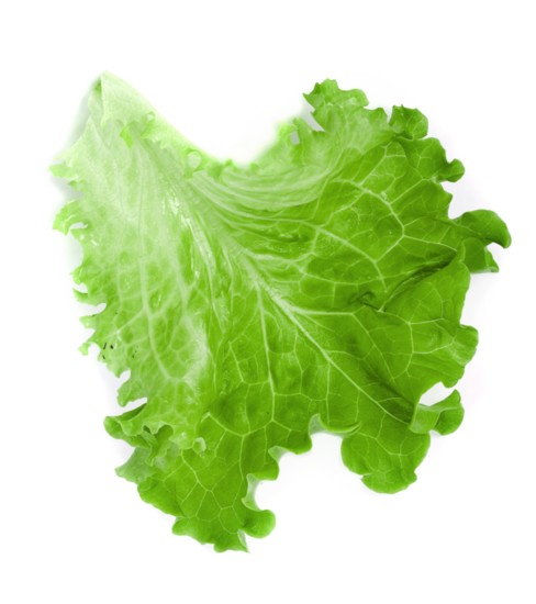 Lettuce