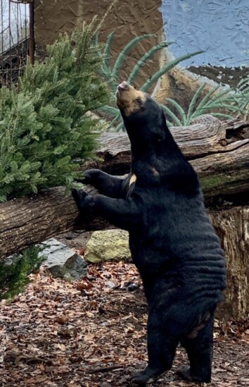 Photography provided by Catoctin Wildlife Preserve