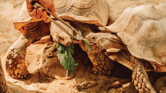 Kristi Lynn Photography