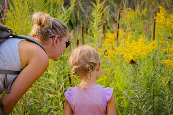 Bees, Butterflies and Blooms: Pollinator Festival