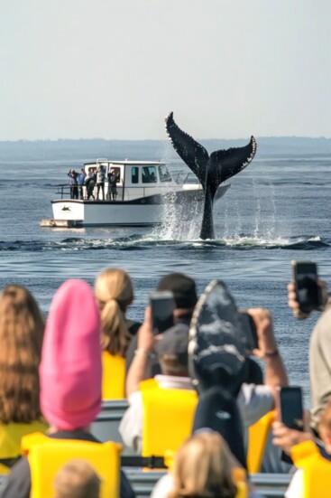 #5 Capt Dave's Dolphin & Whale Watching 