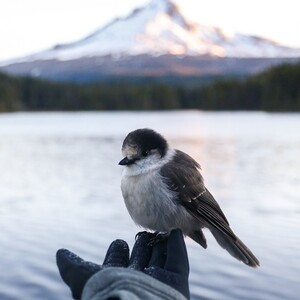 person-holding-wild-bird-mount-hood-in-the-background_t20_jrwzwr-300?v=1