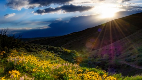 Sunset bathes wildflowers with the last light of the day