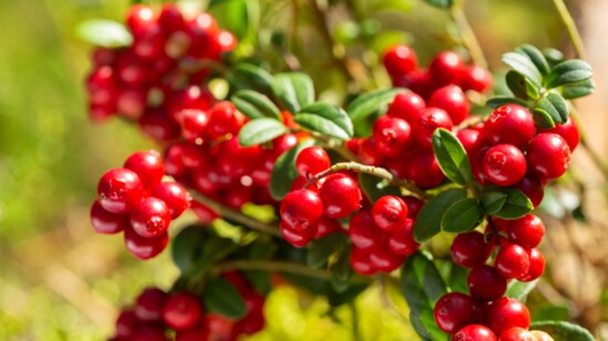 Lingonberries are a little sweeter than cranberries