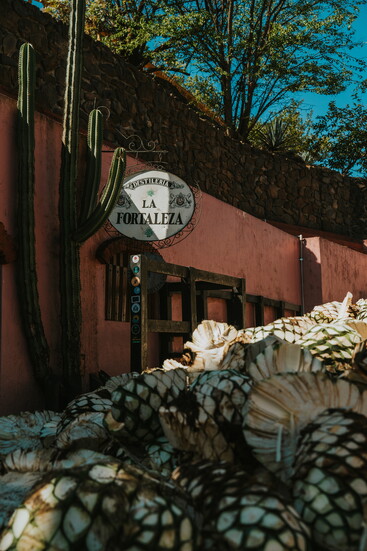 Piñas, freshly harvested by los jimadores, sunbathing before their big moment—next stop: the horno at Distilería Fortaleza. 